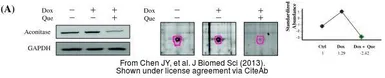 Anti-Aconitase 2 antibody [C1C3] used in Western Blot (WB). GTX109736