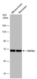 Anti-HSPA2 antibody [C1C3] used in Western Blot (WB). GTX109739
