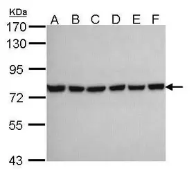 Anti-HSPA2 antibody [C1C3] used in Western Blot (WB). GTX109739