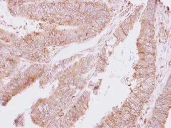 Anti-ThrRS antibody used in IHC (Paraffin sections) (IHC-P). GTX109743