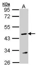Anti-ASL antibody used in Western Blot (WB). GTX109750