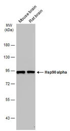Anti-Hsp90 alpha antibody used in Western Blot (WB). GTX109753