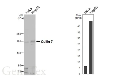 Anti-Cullin 7 antibody [N2N3] used in Western Blot (WB). GTX109785