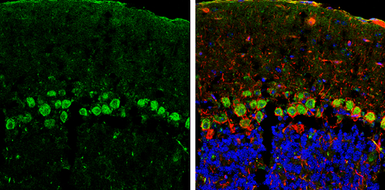 Anti-CDH11 antibody used in IHC (Frozen sections) (IHC-Fr). GTX109792