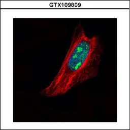 Anti-TSPYL1 antibody used in Immunocytochemistry/ Immunofluorescence (ICC/IF). GTX109809