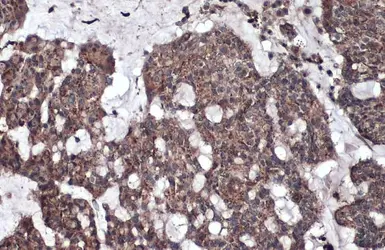 Anti-LYAG antibody [C2C3], C-term used in IHC (Paraffin sections) (IHC-P). GTX109821