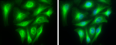 Anti-alpha Tubulin 1A antibody used in Immunocytochemistry/ Immunofluorescence (ICC/IF). GTX109832