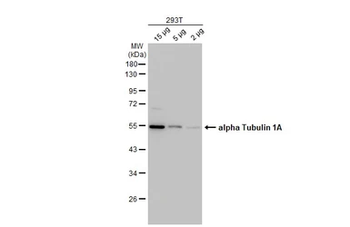 Anti-alpha Tubulin 1A antibody used in Western Blot (WB). GTX109832