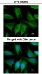 Anti-FGD4 antibody [N1N3] used in Immunocytochemistry/ Immunofluorescence (ICC/IF). GTX109859