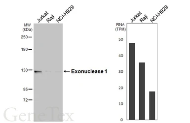 Anti-Exonuclease 1 antibody used in Western Blot (WB). GTX109891