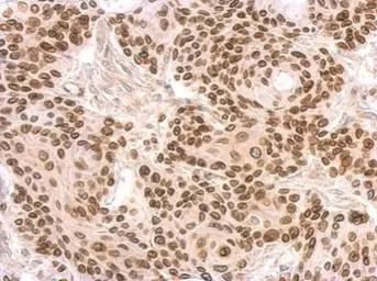 Anti-Lamin B2 antibody [N3C2], Internal used in IHC (Paraffin sections) (IHC-P). GTX109894