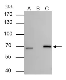 Anti-Lamin B2 antibody [N3C2], Internal used in Immunoprecipitation (IP). GTX109894