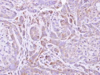 Anti-FMO2 antibody [N1C2] used in IHC (Paraffin sections) (IHC-P). GTX109907