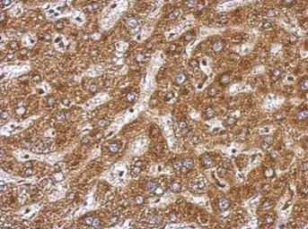 Anti-BAAT antibody used in IHC (Paraffin sections) (IHC-P). GTX109917
