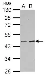 Anti-BAAT antibody used in Western Blot (WB). GTX109917