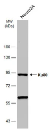 Anti-Ku80 antibody [N3C2], Internal used in Western Blot (WB). GTX109935