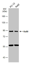Anti-Ku80 antibody [N3C2], Internal used in Western Blot (WB). GTX109935