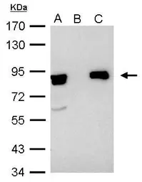 Anti-Ku80 antibody [N3C2], Internal used in Immunoprecipitation (IP). GTX109935