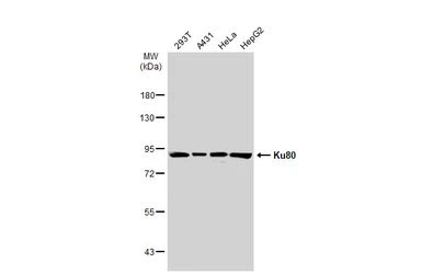 Anti-Ku80 antibody [N3C2], Internal used in Western Blot (WB). GTX109935