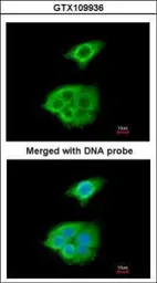 Anti-Pancreatic Lipase antibody [N1C1] used in Immunocytochemistry/ Immunofluorescence (ICC/IF). GTX109936