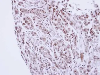 Anti-TTF2 antibody used in IHC (Paraffin sections) (IHC-P). GTX109947