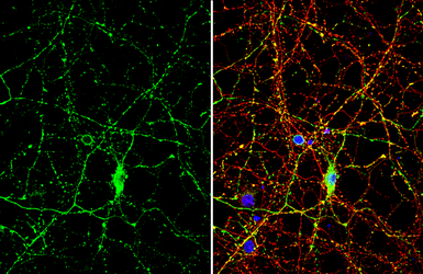 Anti-Synapsin antibody used in Immunocytochemistry/ Immunofluorescence (ICC/IF). GTX109960