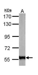 Anti-58K Golgi protein antibody [N1N3] used in Western Blot (WB). GTX109972