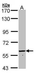 Anti-58K Golgi protein antibody [N1N3] used in Western Blot (WB). GTX109972