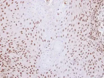 Anti-NCOA62 antibody [N3C3] used in IHC (Paraffin sections) (IHC-P). GTX109978