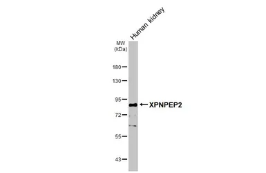Anti-XPNPEP2 antibody [N3C3] used in Western Blot (WB). GTX109995
