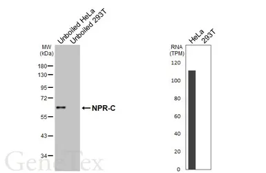 Anti-NPR-C antibody [N3C3] used in Western Blot (WB). GTX110023