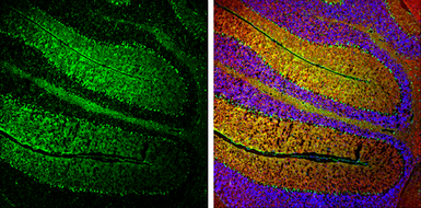 Anti-NF-H antibody used in IHC (Frozen sections) (IHC-Fr). GTX110065