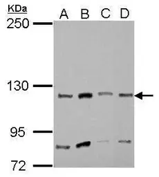 Anti-Myosin 1A antibody [N2C1], Internal used in Western Blot (WB). GTX110081