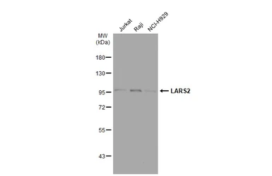 Anti-LARS2 antibody [N2C1], Internal used in Western Blot (WB). GTX110083