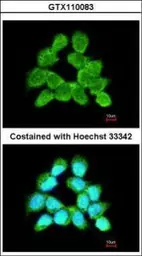 Anti-LARS2 antibody [N2C1], Internal used in Immunocytochemistry/ Immunofluorescence (ICC/IF). GTX110083