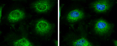 Anti-LARS2 antibody [N2C1], Internal used in Immunocytochemistry/ Immunofluorescence (ICC/IF). GTX110083