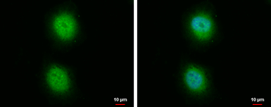 Anti-PPP5C antibody used in Immunocytochemistry/ Immunofluorescence (ICC/IF). GTX110090