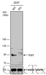 Anti-TLE1 antibody [N2C1], Internal used in Western Blot (WB). GTX110092