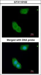 Anti-EHBP1 antibody [N3C2], Internal used in Immunocytochemistry/ Immunofluorescence (ICC/IF). GTX110102
