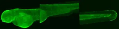 Anti-O-GlcNAc transferase antibody [N1N2], N-term used in IHC (Whole mount) (IHC-Wm). GTX110136
