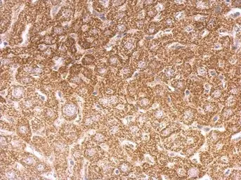 Anti-O-GlcNAc transferase antibody [N1N2], N-term used in IHC (Paraffin sections) (IHC-P). GTX110136