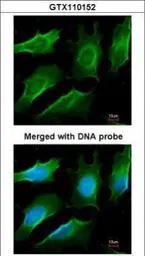 Anti-TRAF3 antibody [N1C1] used in Immunocytochemistry/ Immunofluorescence (ICC/IF). GTX110152