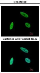 Anti-NCOA62 antibody used in Immunocytochemistry/ Immunofluorescence (ICC/IF). GTX110169