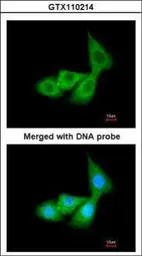Anti-Cortisol Binding Globulin antibody [N2C3] used in Immunocytochemistry/ Immunofluorescence (ICC/IF). GTX110214