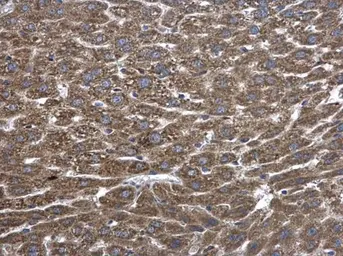 Anti-PLA2G4A antibody used in IHC (Paraffin sections) (IHC-P). GTX110218