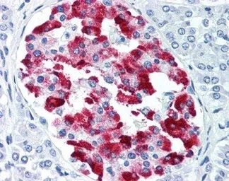 Anti-Amylin antibody [R10/99] used in IHC (Paraffin sections) (IHC-P). GTX11022