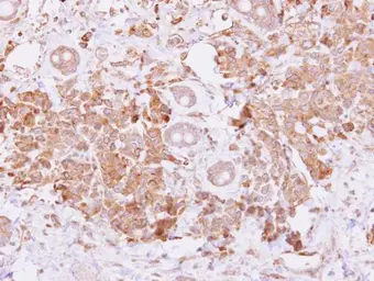 Anti-BMP15 antibody [N3C3] used in IHC (Paraffin sections) (IHC-P). GTX110245