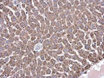 Anti-Glycine dehydrogenase antibody [N3C2-2], Internal used in IHC (Paraffin sections) (IHC-P). GTX110267