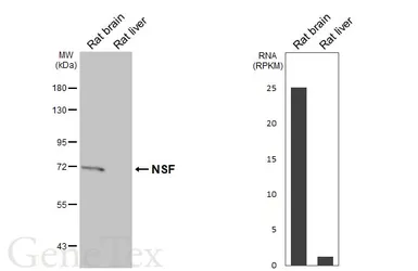 Anti-NSF antibody used in Western Blot (WB). GTX110275