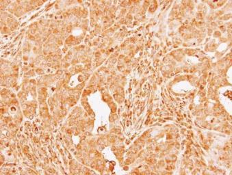 Anti-Factor X antibody used in IHC (Paraffin sections) (IHC-P). GTX110300